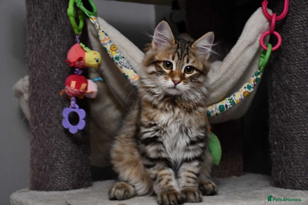 Siberian cats for sale: Siberian From Tunguska House Cattery - Advert 19