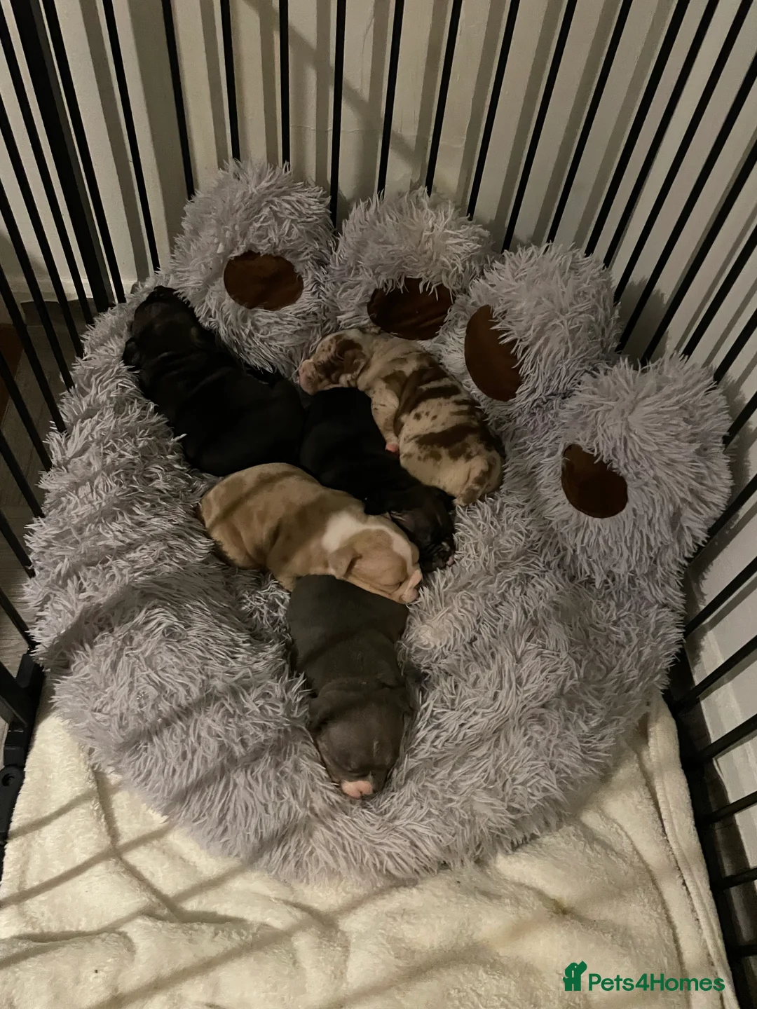 American Bully dogs for sale: American Pocket bully’s puppies  - Advert 2
