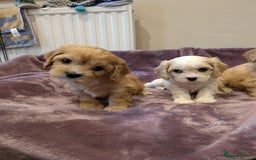 Cavachon dogs for sale: 8 Beautiful Cavachons💙💙💙🩷🩷🩷🩷🩷 - Image 15
