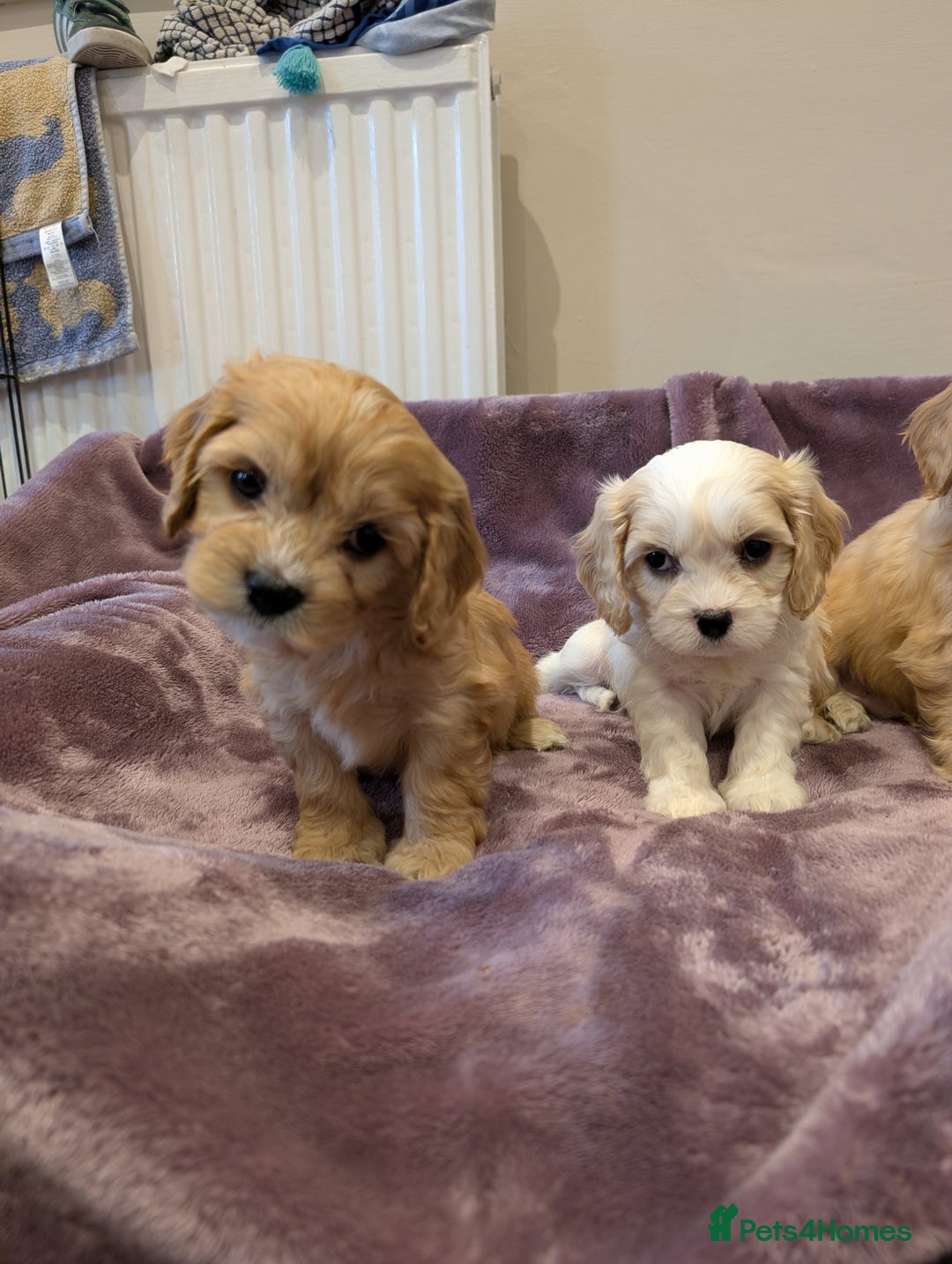 Cavachon dogs for sale: 8 Beautiful Cavachons💙💙💙🩷🩷🩷🩷🩷 - Image 15