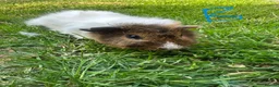 Guinea Pig rodents for sale: Female and male Guinea Pigs For Sale - Advert 5