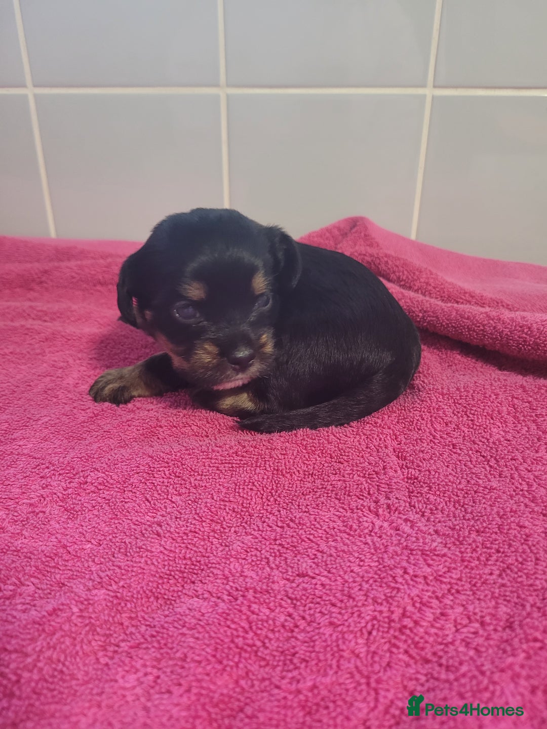 Mixed Breed dogs for sale: Cockapoo x shihpoo - Advert 5