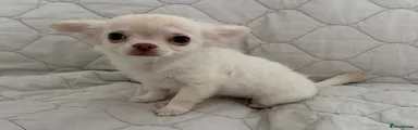 Chihuahua 1