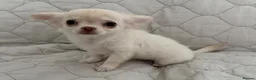 Chihuahua dogs for sale: Ready Now Long Coat Chihuahua  - Advert 2