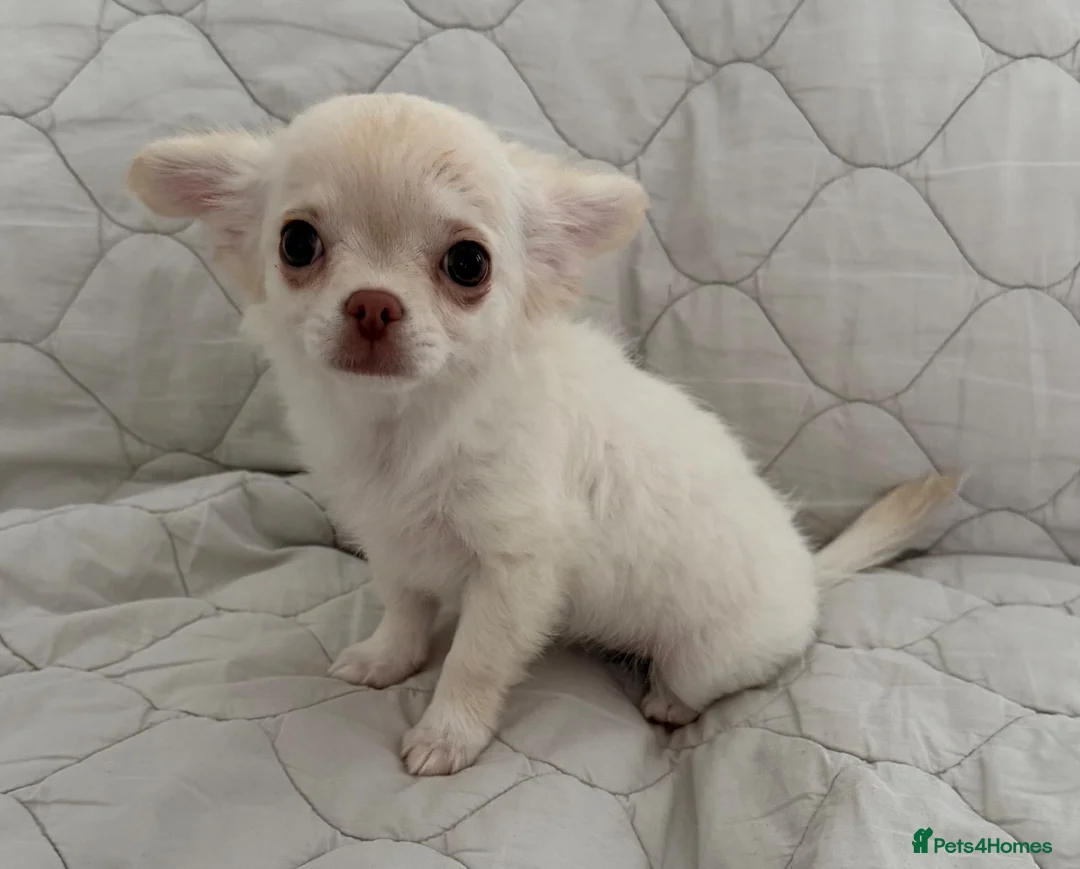 Chihuahua dogs for sale: Ready Now Long Coat Chihuahua  - Advert 2