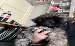 Lhasa Apso dogs for sale: Lhasa apso puppy last beautiful boy left 🩵 - Image 9