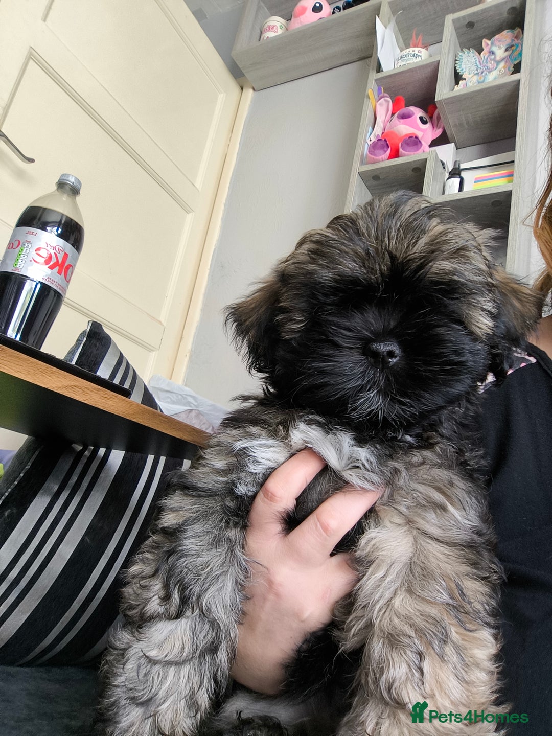 Lhasa Apso dogs for sale: Lhasa apso puppy last beautiful boy left 🩵 - Image 9