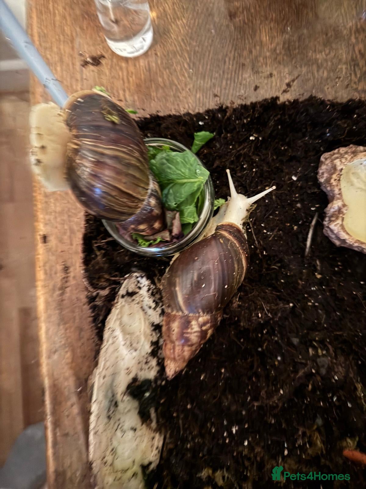 Snails invertebrates for sale: Albino Giant African Land Snails  - Advert 1