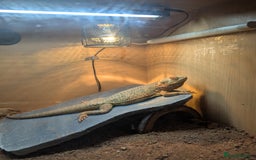 Bearded Dragon reptiles for sale: Bearded dragon  - Image 3