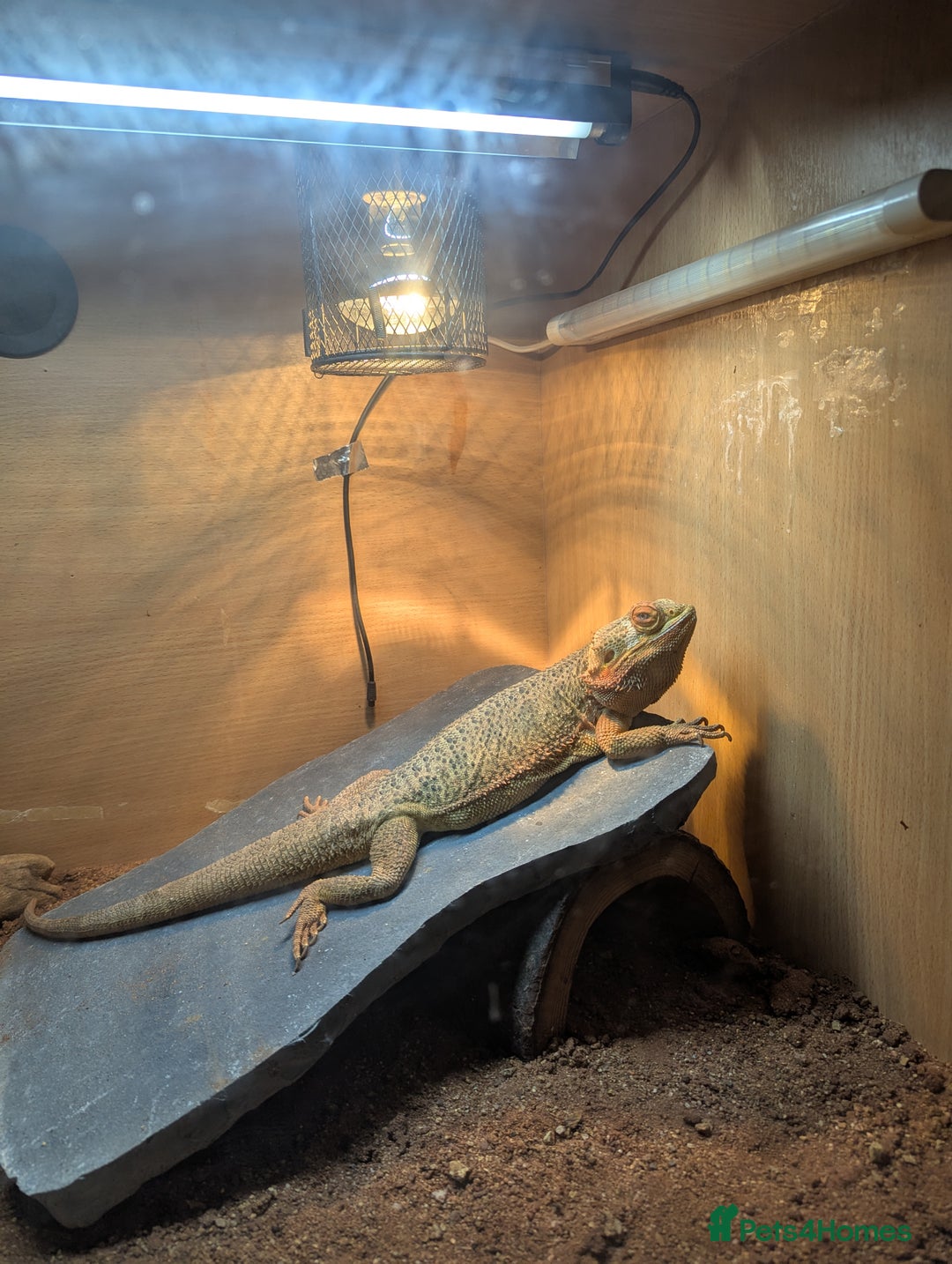 Bearded Dragon reptiles for sale: Bearded dragon  - Image 3