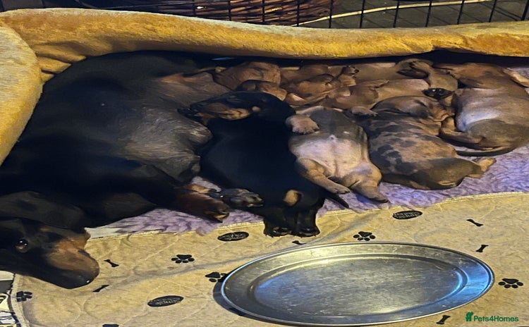 Miniature Dachshund dogs - Advert 10
