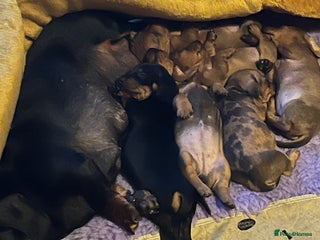 Miniature Dachshund dogs - Advert 20