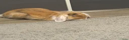Mixed Breed rabbits for sale: Maverick & Goose - Advert 4