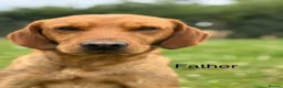 Labrador Retriever dogs for sale: Fox red & Yellow Labrador Puppies  - Advert 20