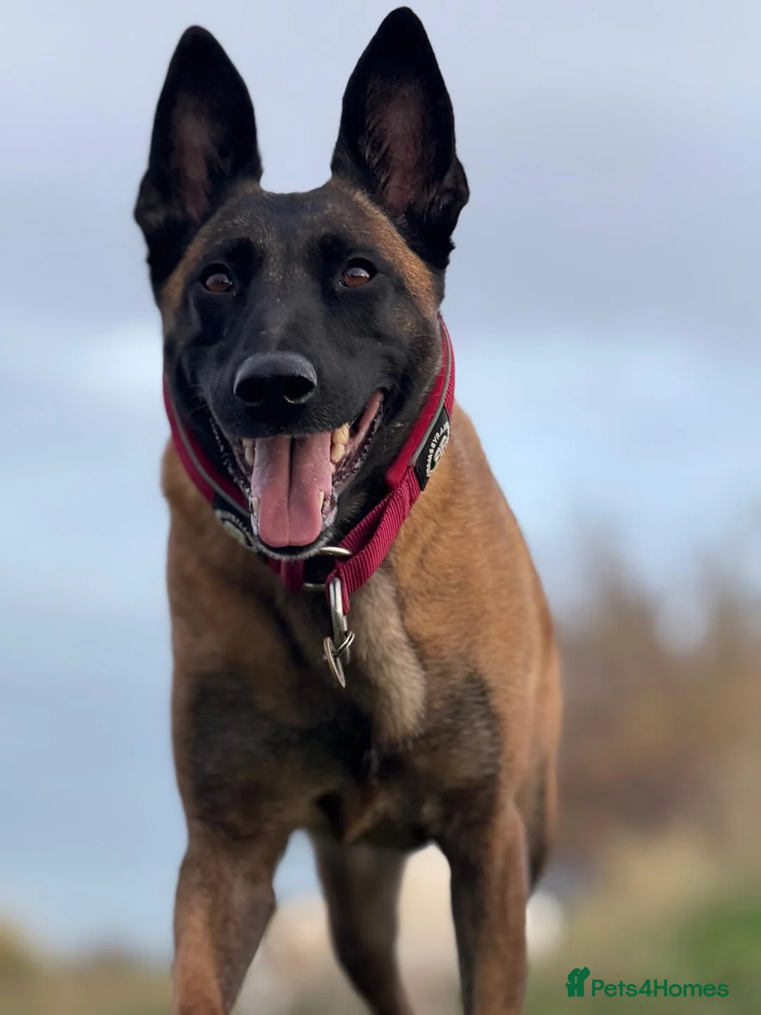 Belgian Shepherd Dog dogs for sale: Full trained lovely family Mali looking for a home - Advert 1