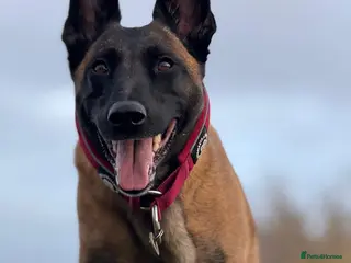 Belgian Shepherd Dog dogs Full trained lovely family Mali looking for a home - Advert 1