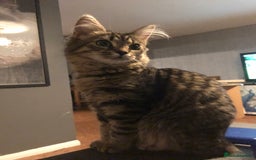Mixed Breed cats for sale: Beautiful mixed breed kittens - Image 10