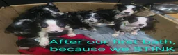 Border Collie dogs for sale: Border Collie Pups - Advert 5