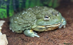 Frog reptiles for sale: Male African Bull Frog  - Image 2