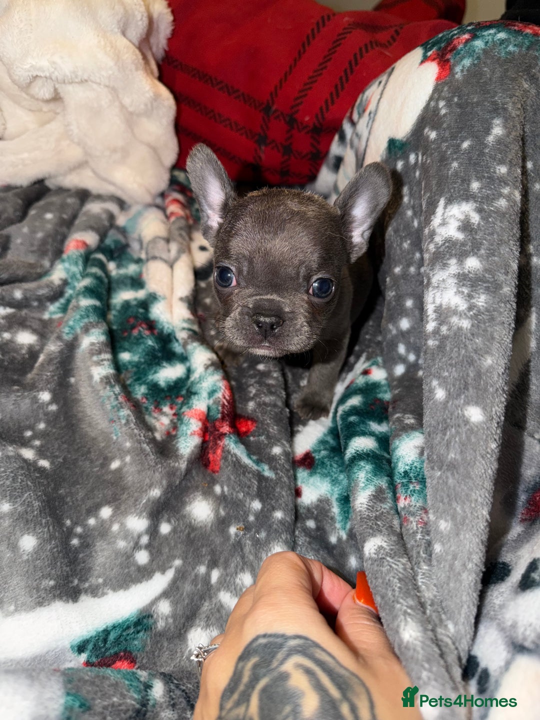 French Bulldog dogs for sale: French bulldog puppies  - Advert 32