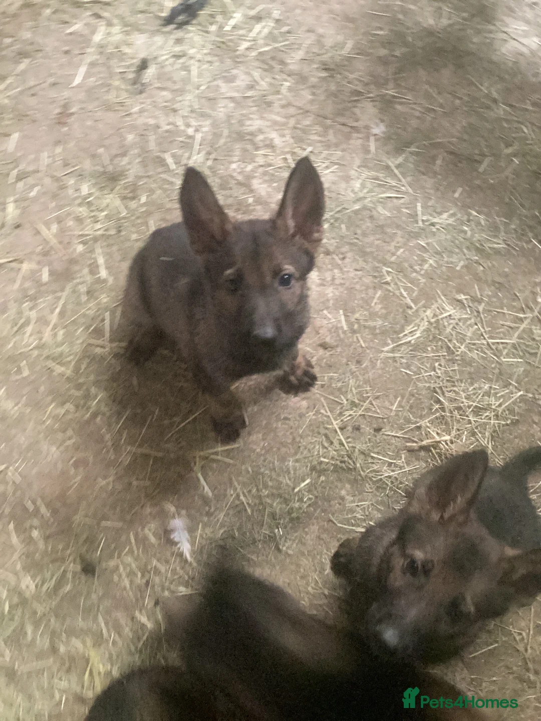 German Shepherd dogs for sale: Exceptional GSD Kc Czech working line  - Advert 2