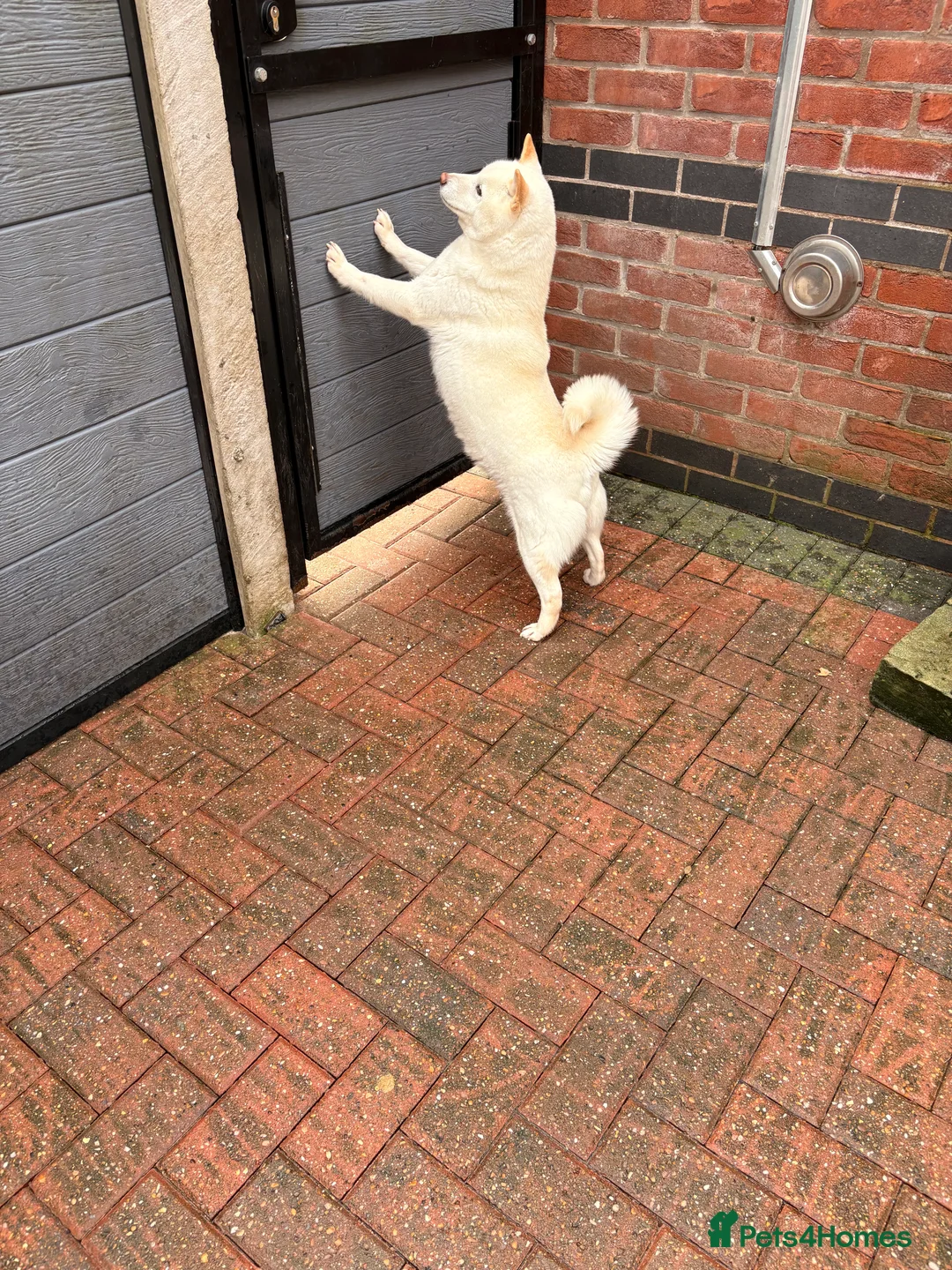 Japanese Shiba Inu dogs for sale: Japanese Shiba Inu - Advert 7