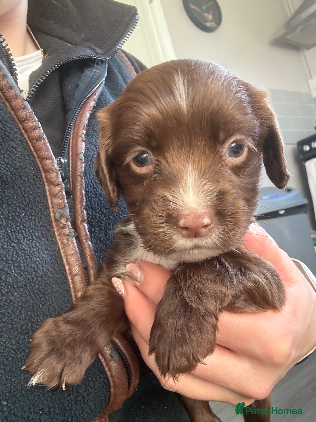 Sprocker dogs for sale: SPROCKER PUPPIES  - Advert 2