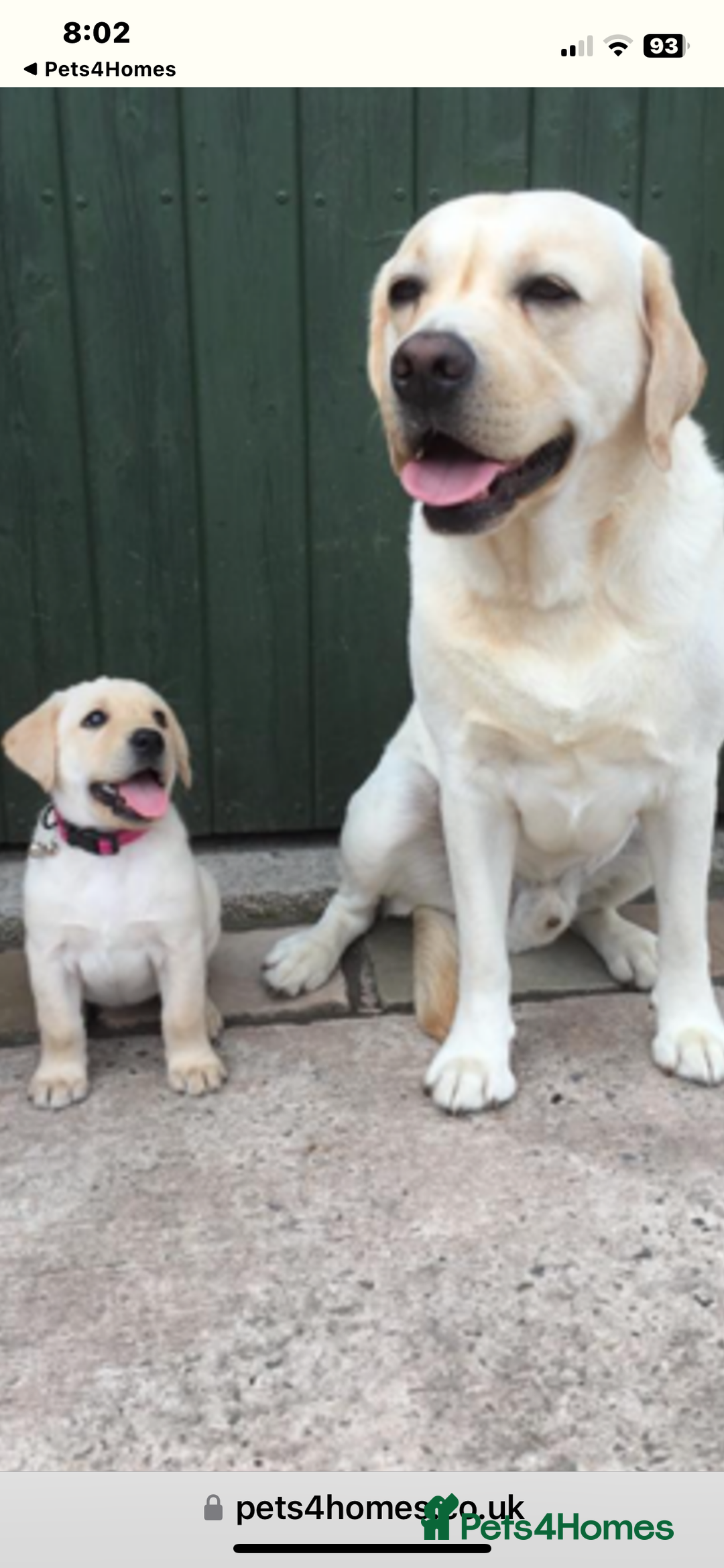 Labrador Retriever dogs for sale: Labrador puppies  🐶  - Image 5