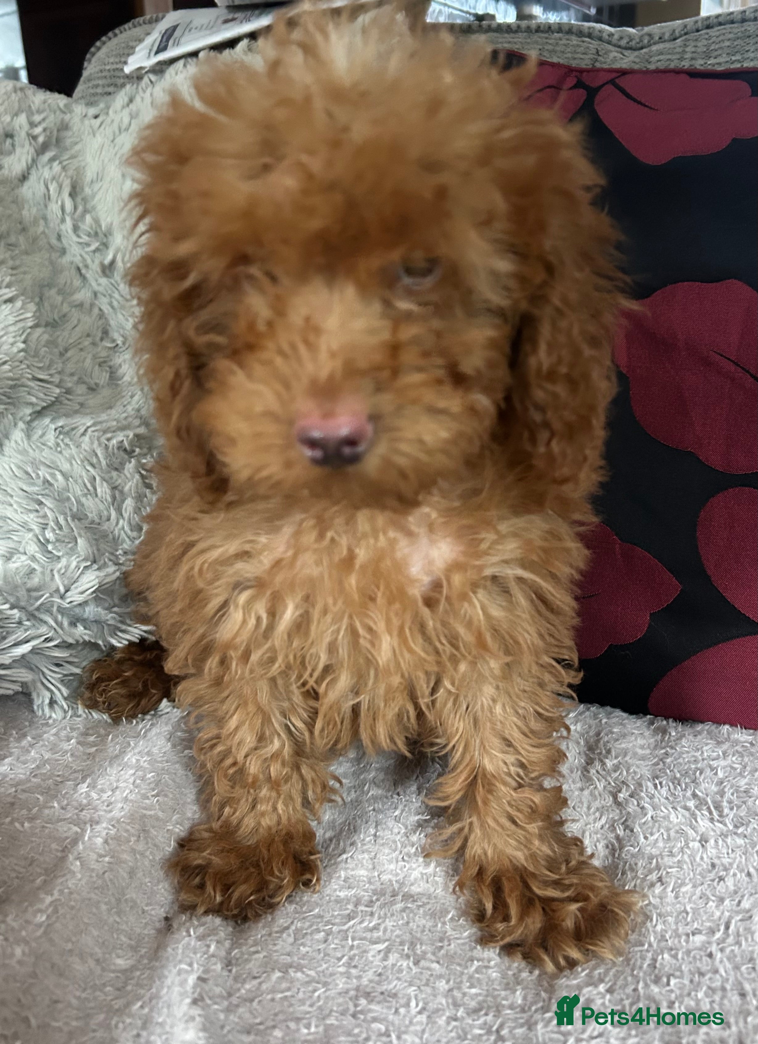 Cockapoo dogs cockapoo puppies forsale  - Advert 2