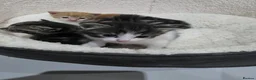 Mixed Breed cats for sale: Unexpected arrivals looking for a forever home - Advert 2