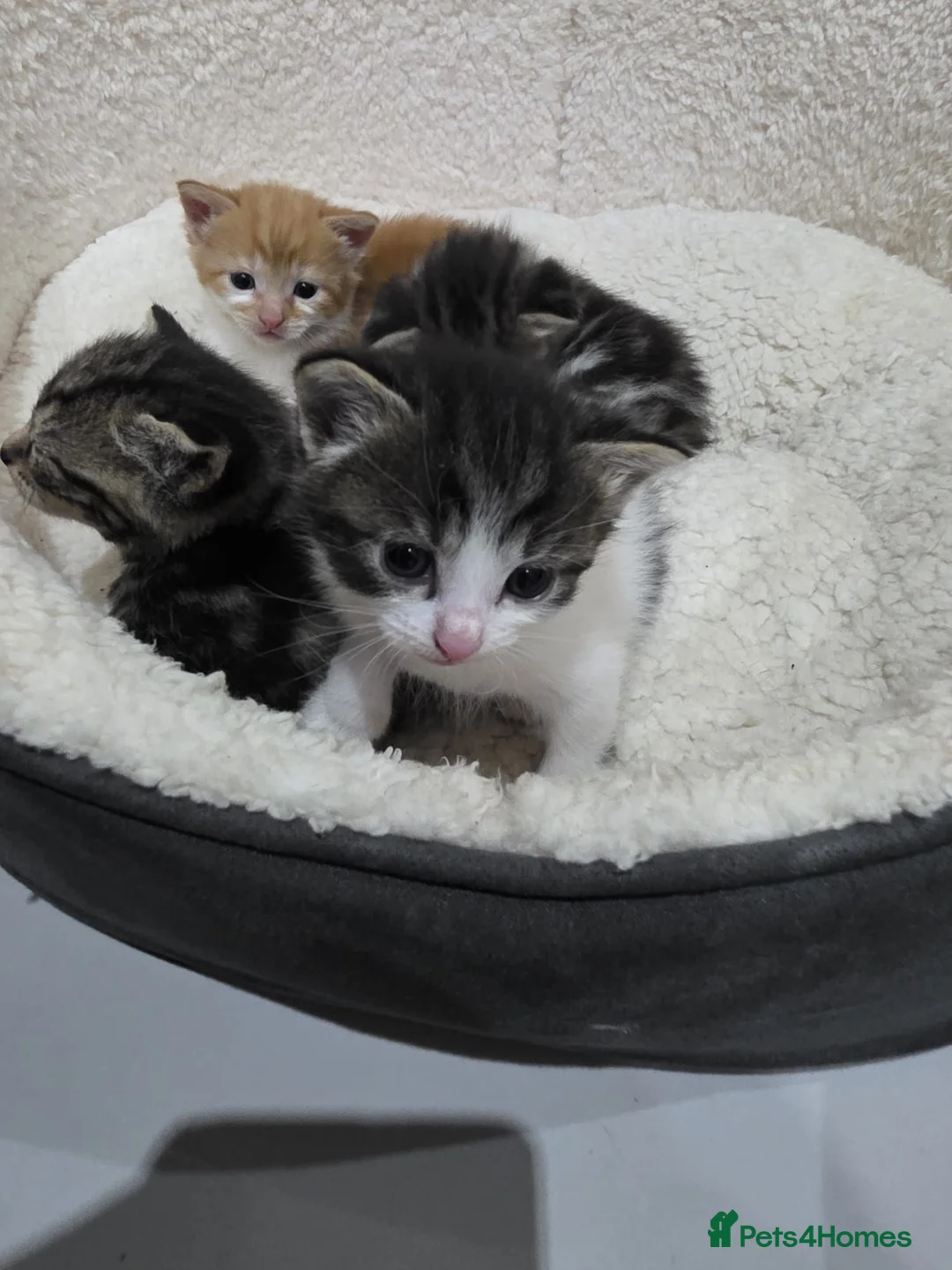 Mixed Breed cats for sale: Unexpected arrivals looking for a forever home - Advert 2