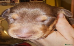 Dachshund dogs for sale: Dashound puppies - Image 19