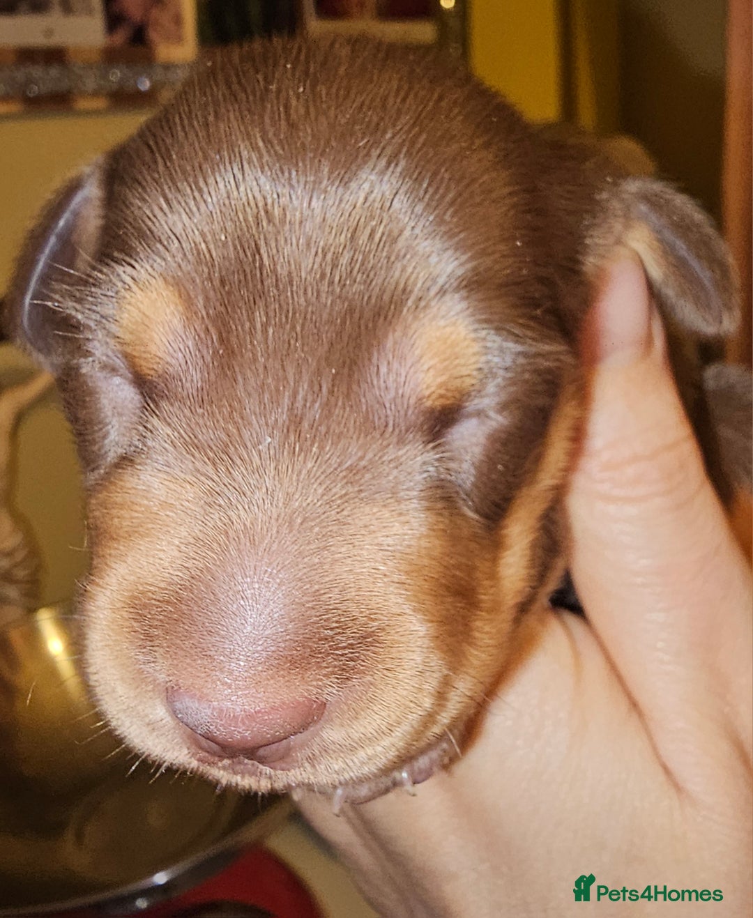 Dachshund dogs for sale: Dashound puppies - Image 19