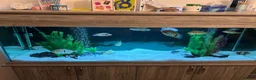 Other/Mixed Breed fish for sale: Tropical fish  in Hornchurch - Advert 1