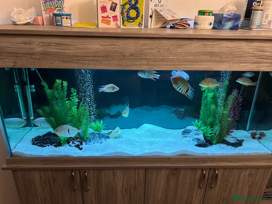 Other/Mixed Breed fish for sale: Tropical fish  in Hornchurch - Advert 1