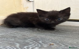 Norwegian Forest Cat cats for sale: REDUCED NORWEGIAN FOREST KITTENS  - Image 1