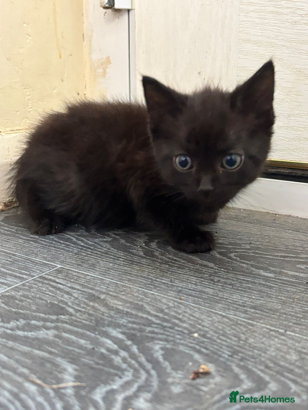Norwegian Forest Cat cats for sale: REDUCED NORWEGIAN FOREST KITTENS  - Image 1