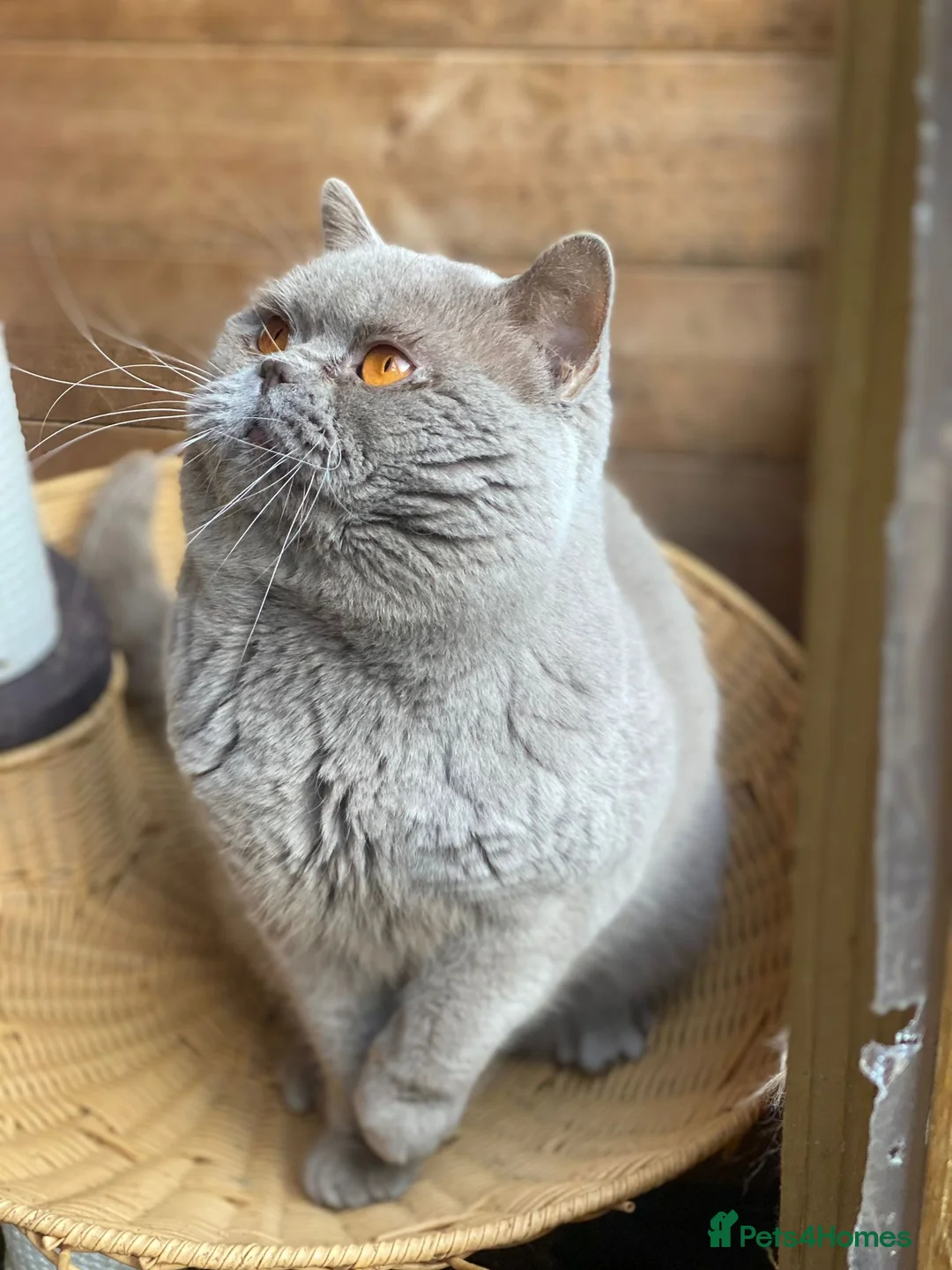 British Shorthair cats for stud: 🏆CHAMPION-line CHUNKY Lilac Stud 🏆BSH - Advert 7
