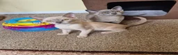 Burmese cats for sale: Gorgeous Pedigree Burmese Kittens - Advert 22