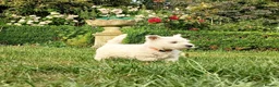 West Highland Terrier dogs for sale: KC Registered Westie Puppies - Advert 5