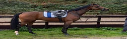 Irish Thoroughbred horses for sale: Kodi - The one with the WOW  - Advert 4