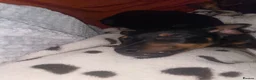 Jack Russell dogs for sale: Jack Russell  - Advert 4
