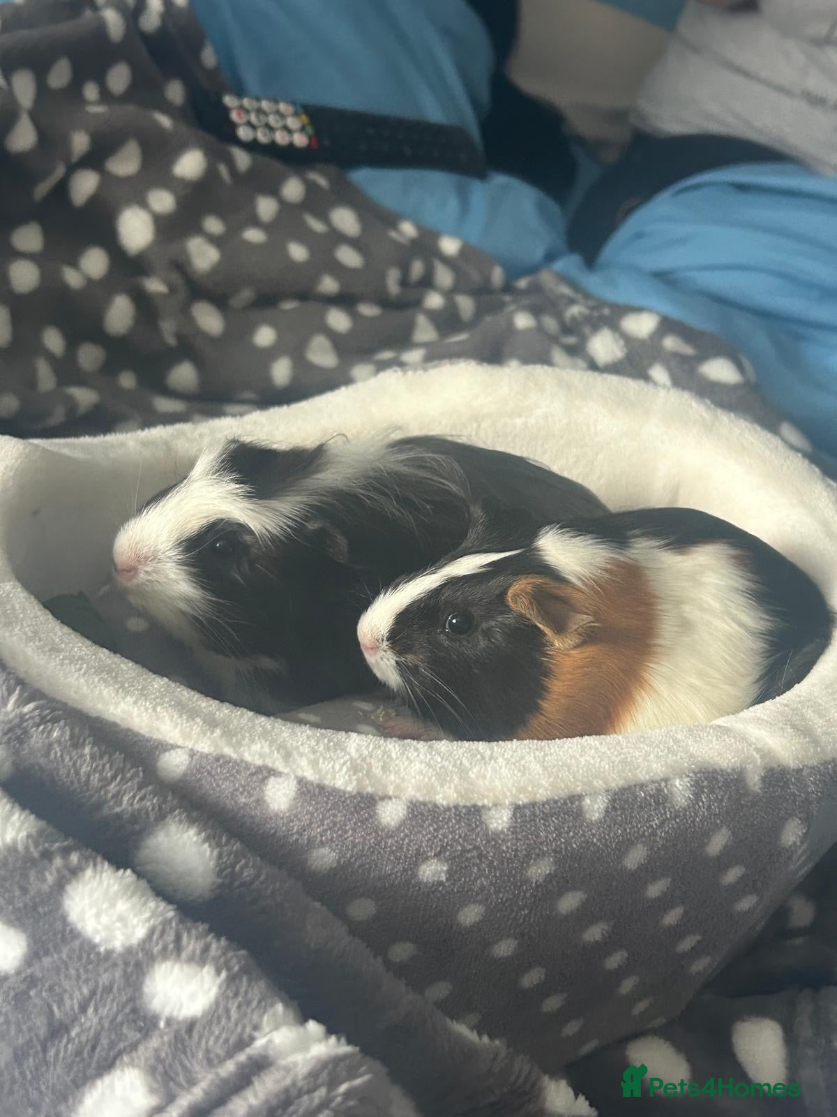 Guinea Pig rodents for sale: Two female guinea pigs  - Advert 1