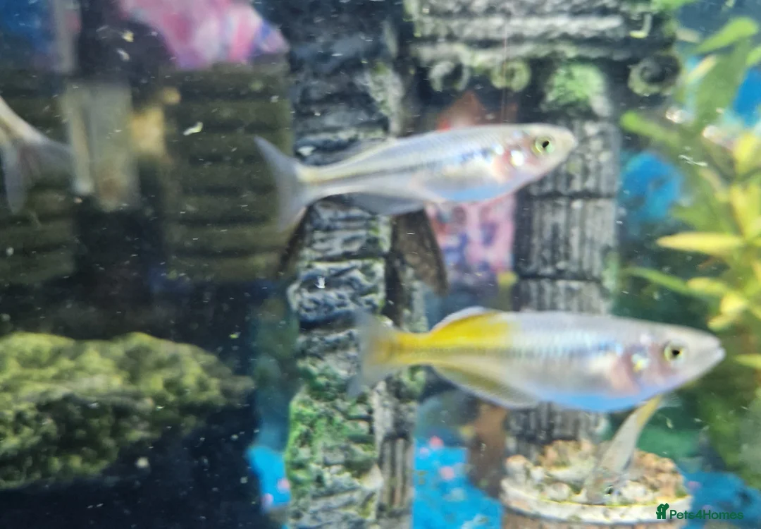 Rainbow Fish fish for sale: Bosemani Rainbow fish  - Advert 3