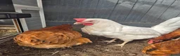 Chickens poultry for sale: 6 chickens - Advert 4