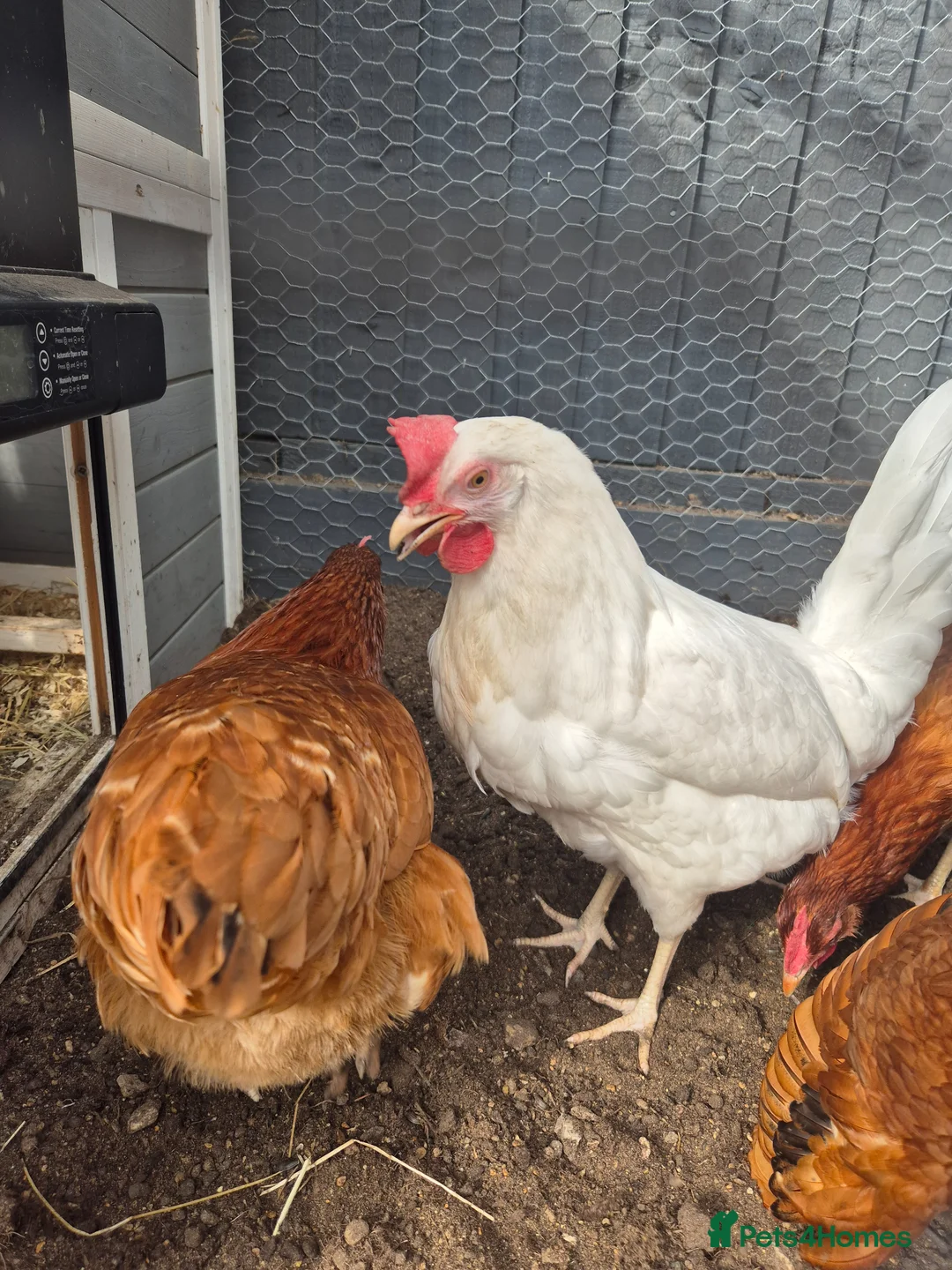 Chickens poultry for sale: 6 chickens - Advert 4