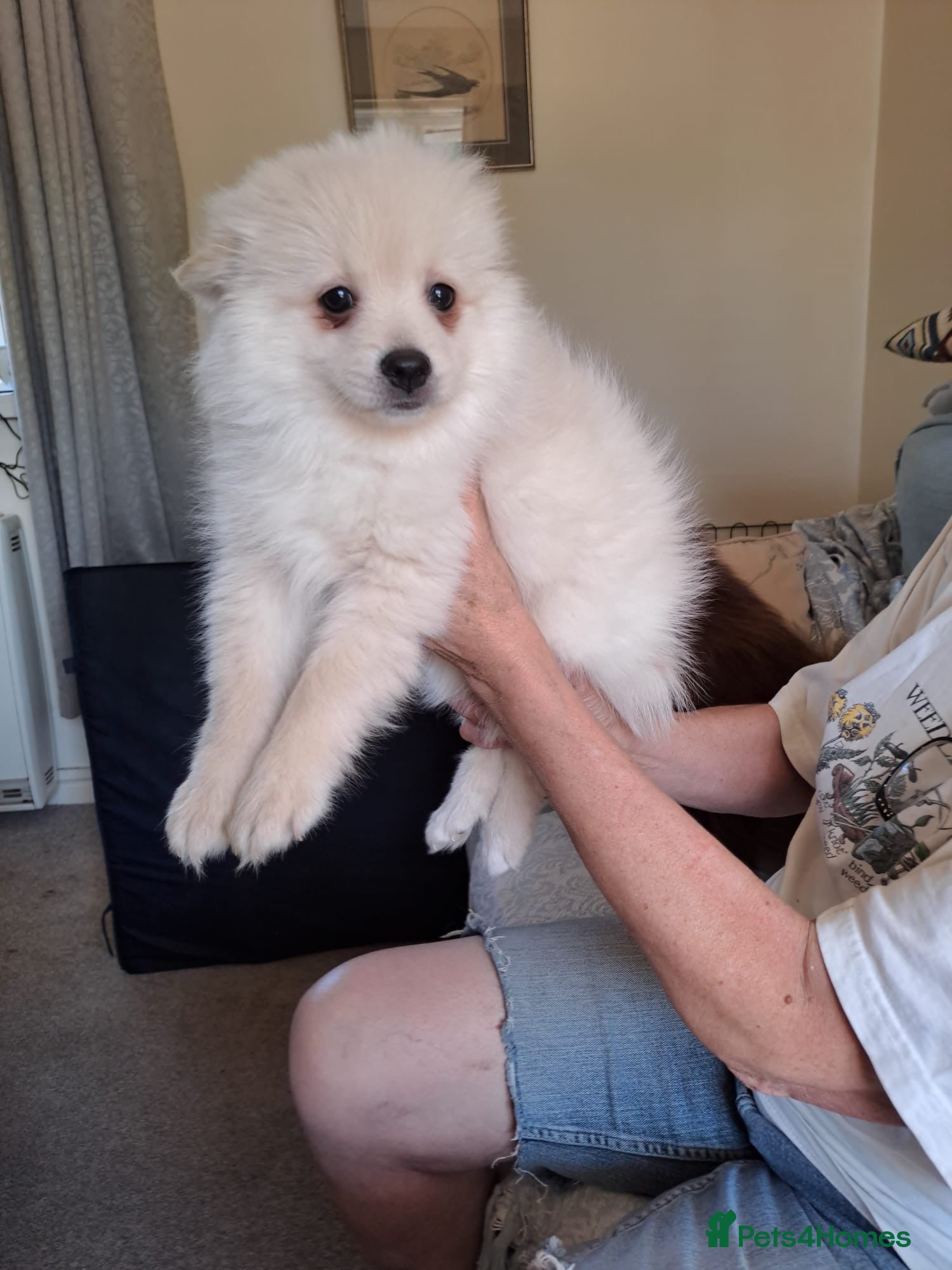 Pomeranian dogs Stunning pomeranian £700 - Advert 10