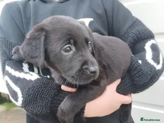 Labrador Retriever dogs Labrador puppies - Advert 7