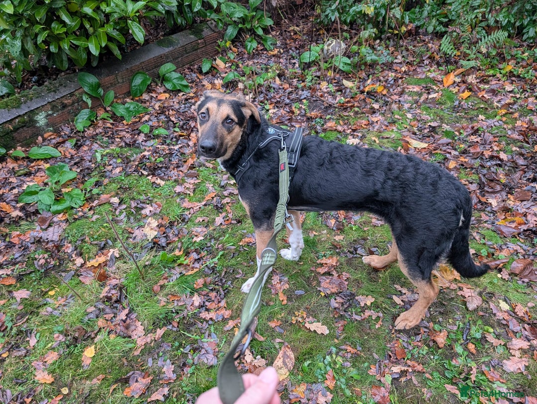 Mixed Breed dogs for adoption: 💙🐶 BRUNO -The Big, Loving Pup: FOSTER or ADOPT - Advert 7