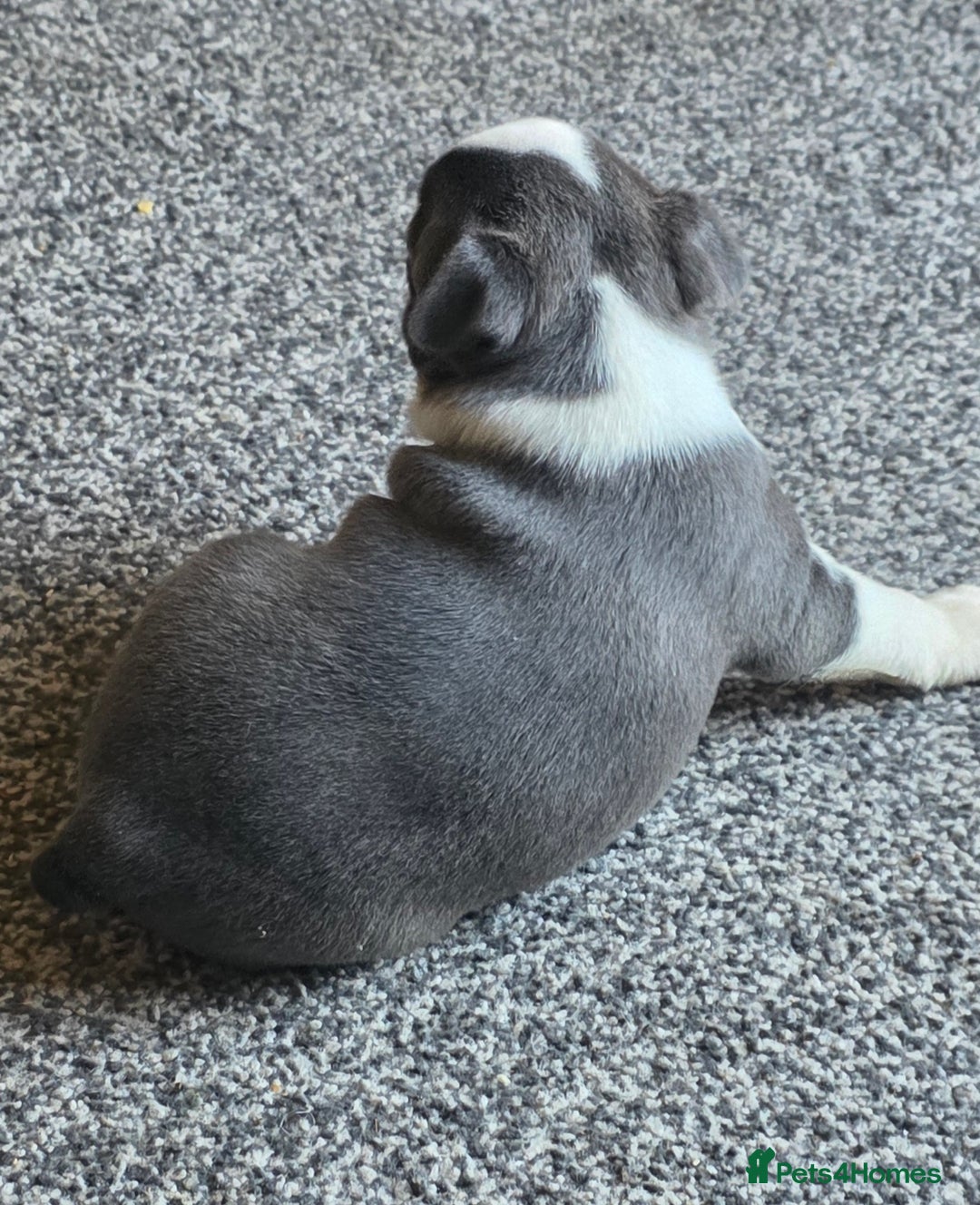 Boston Terrier dogs for sale: Stunning Rare Blue Boy  - Advert 5